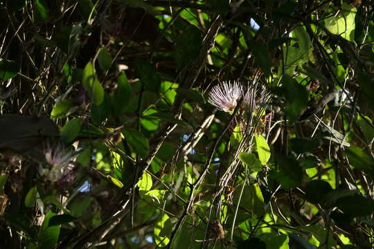 Image de Capparis zeylanica L.