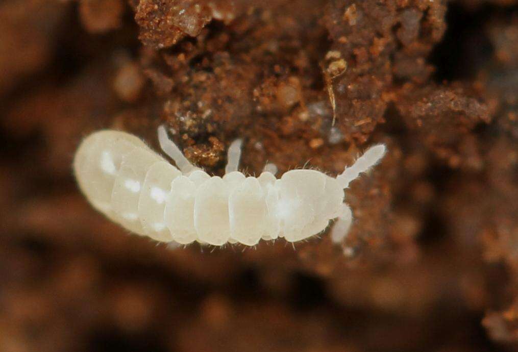 Image of blind springtails