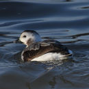 Image of Long-tailed duck