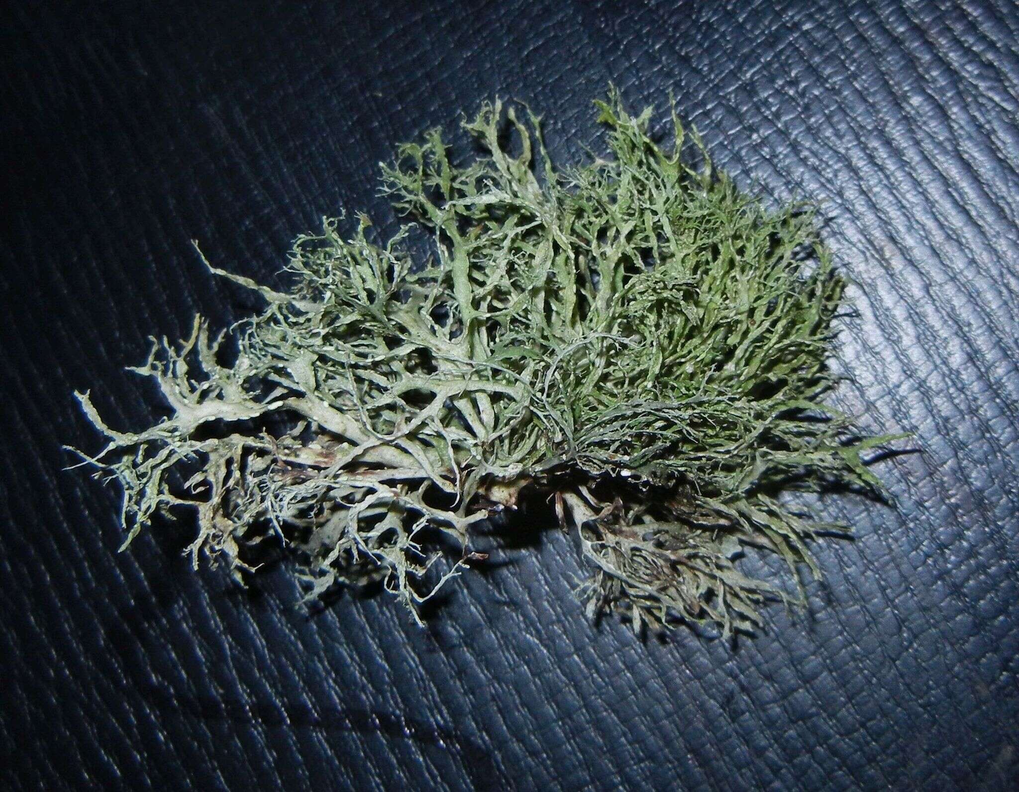 Image of farinose cartilage lichen