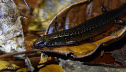 Image of O'Shaughnessy's Galliwasp