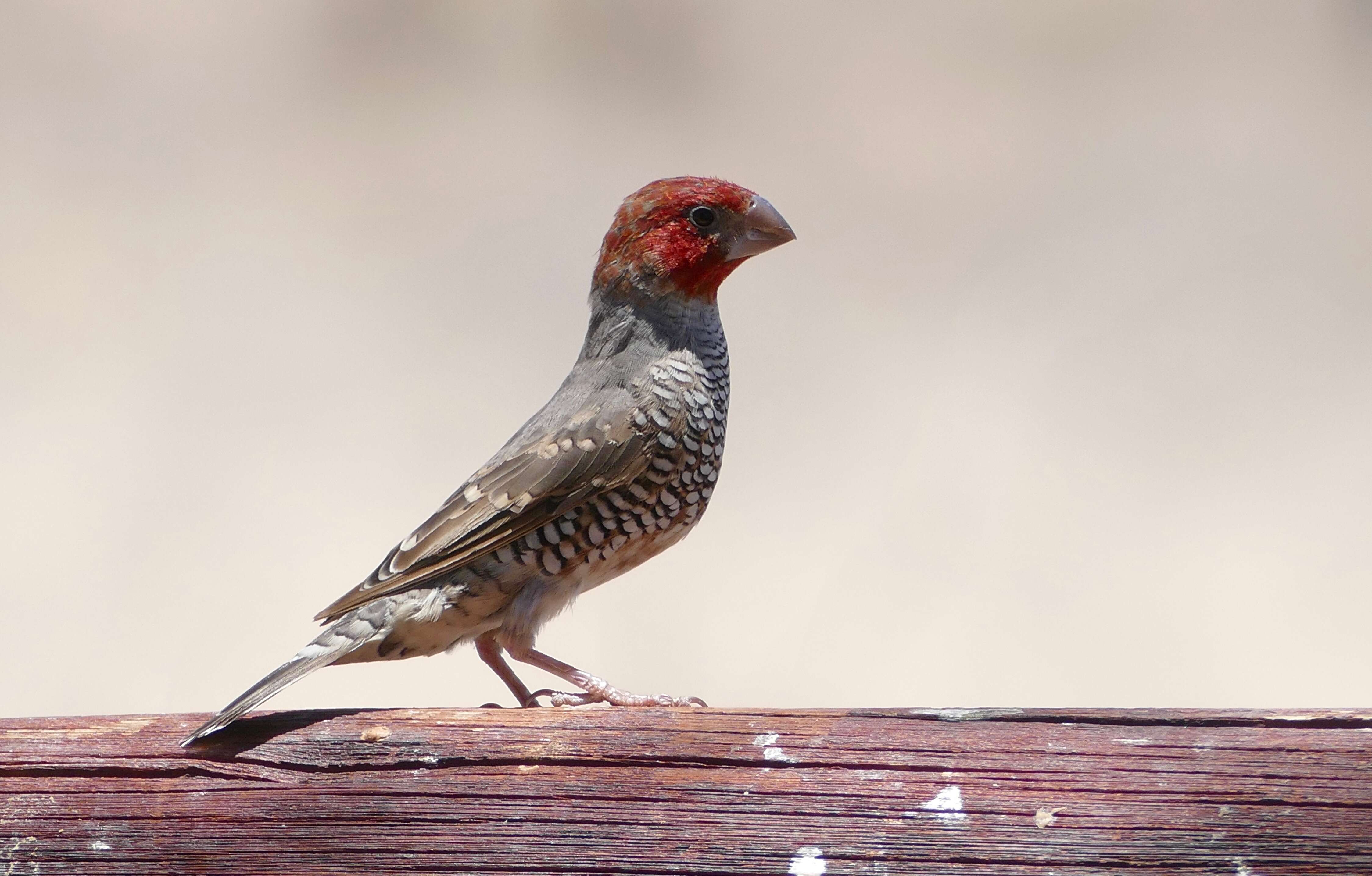 Image of Red-headed Finch