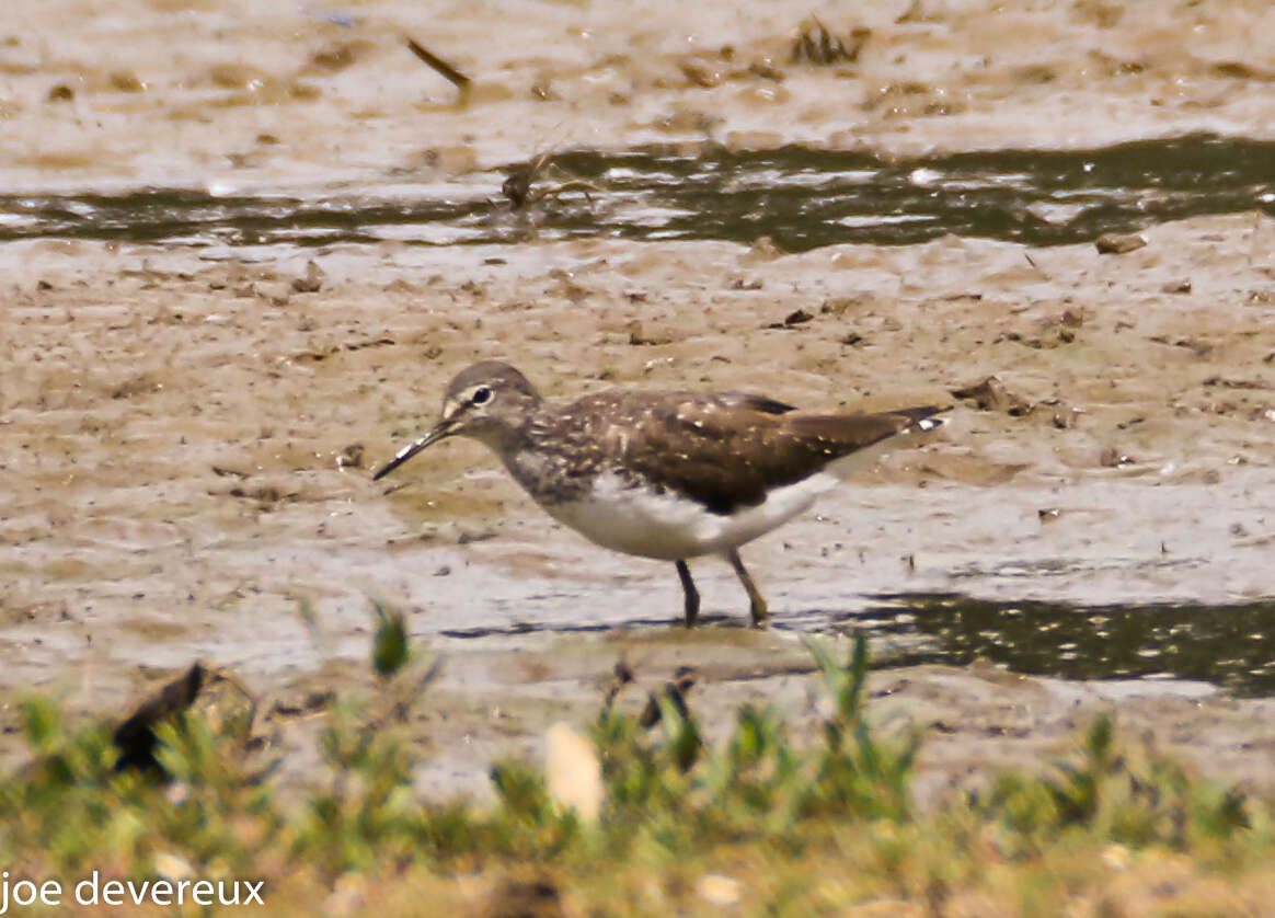 Image of Green Sandpiper