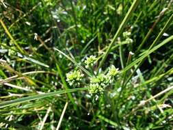 Слика од Cyperus eragrostis Lam.