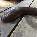 Image of Electric eel