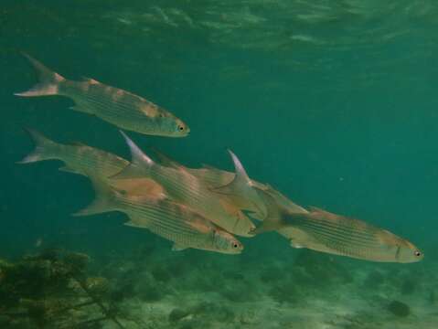 Image of Fringelip Mullet