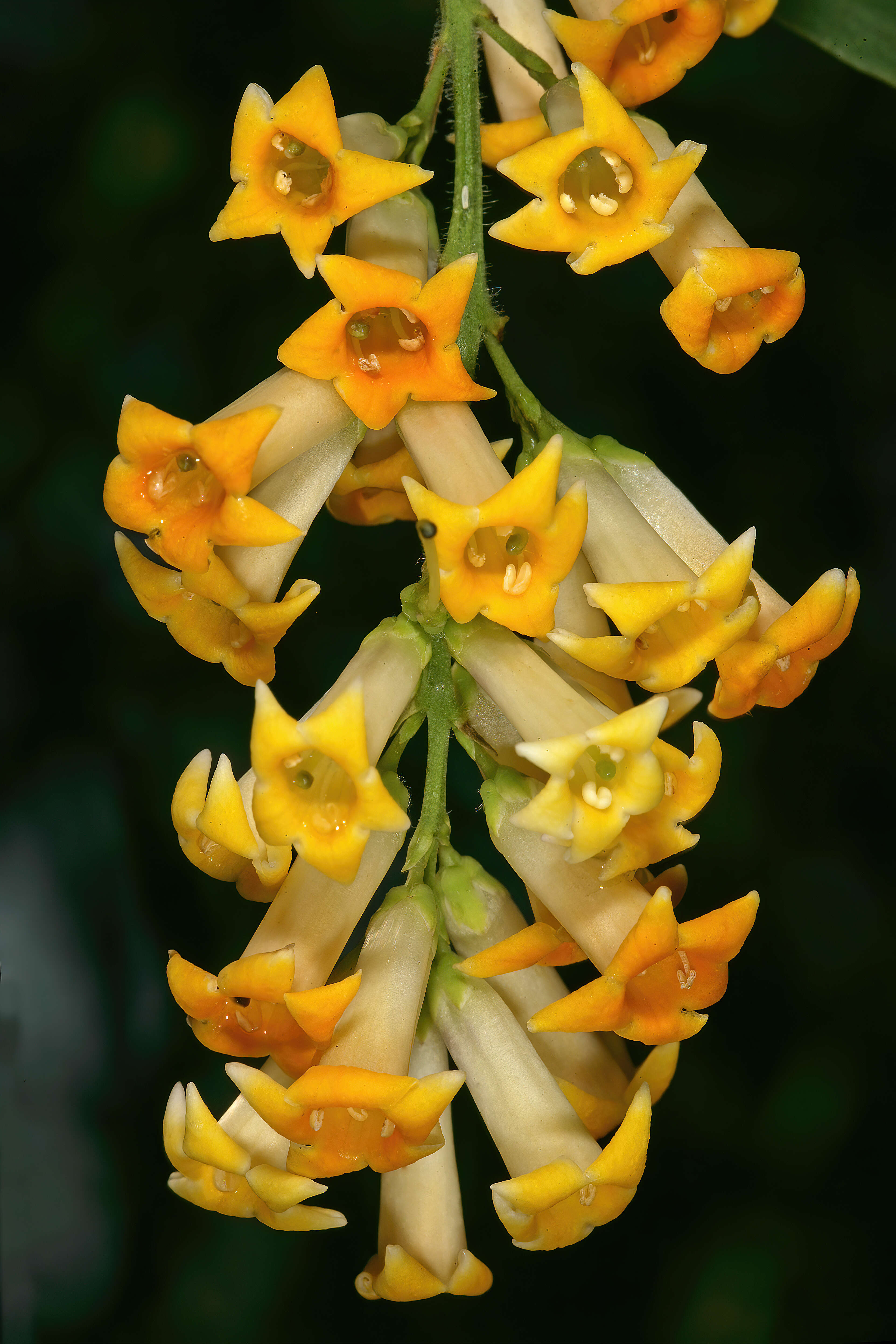 Imagem de Freylinia lanceolata (L. fil.) G. Don