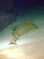 Image of Monkfish