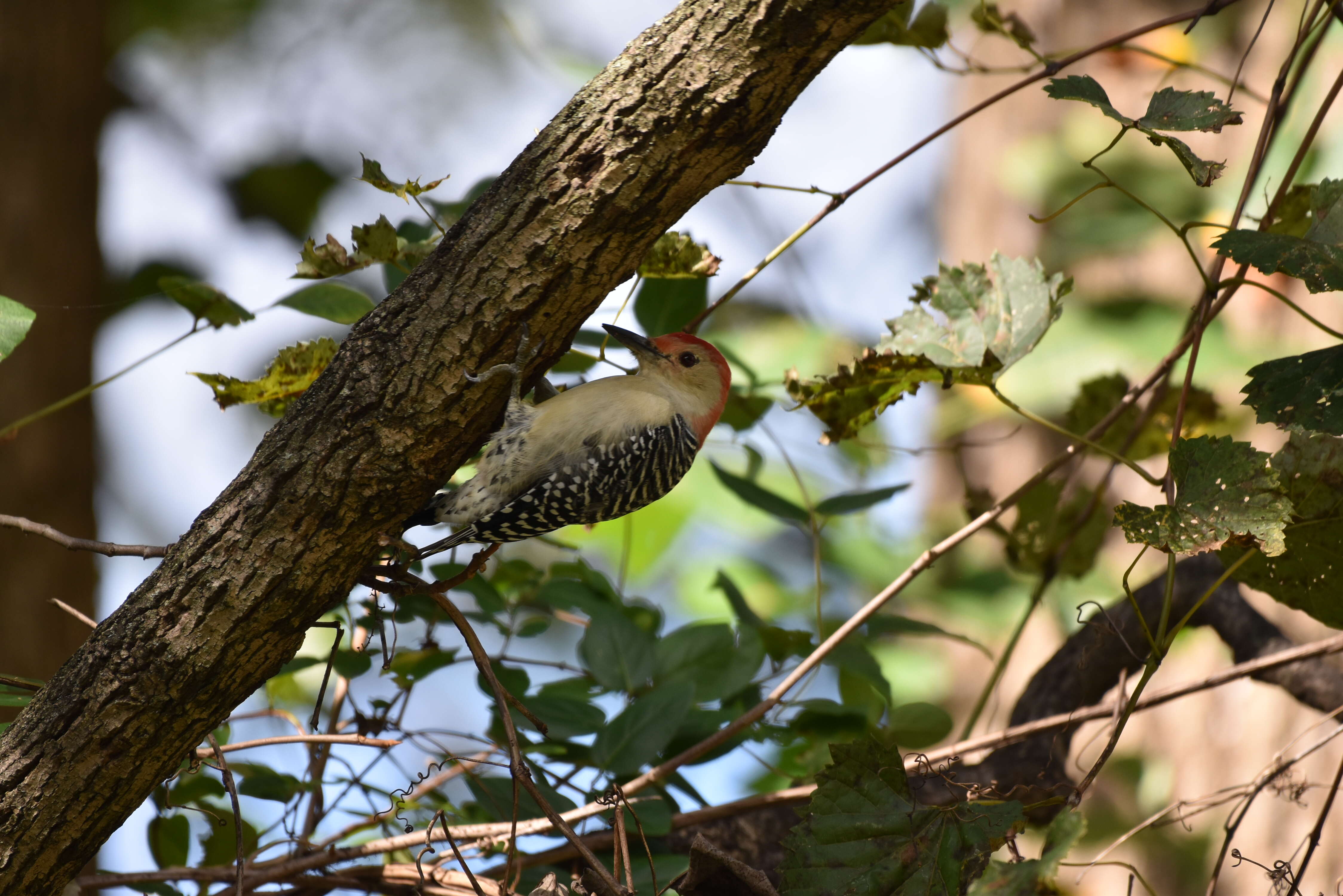 Image of Red-bellied Woodpecker