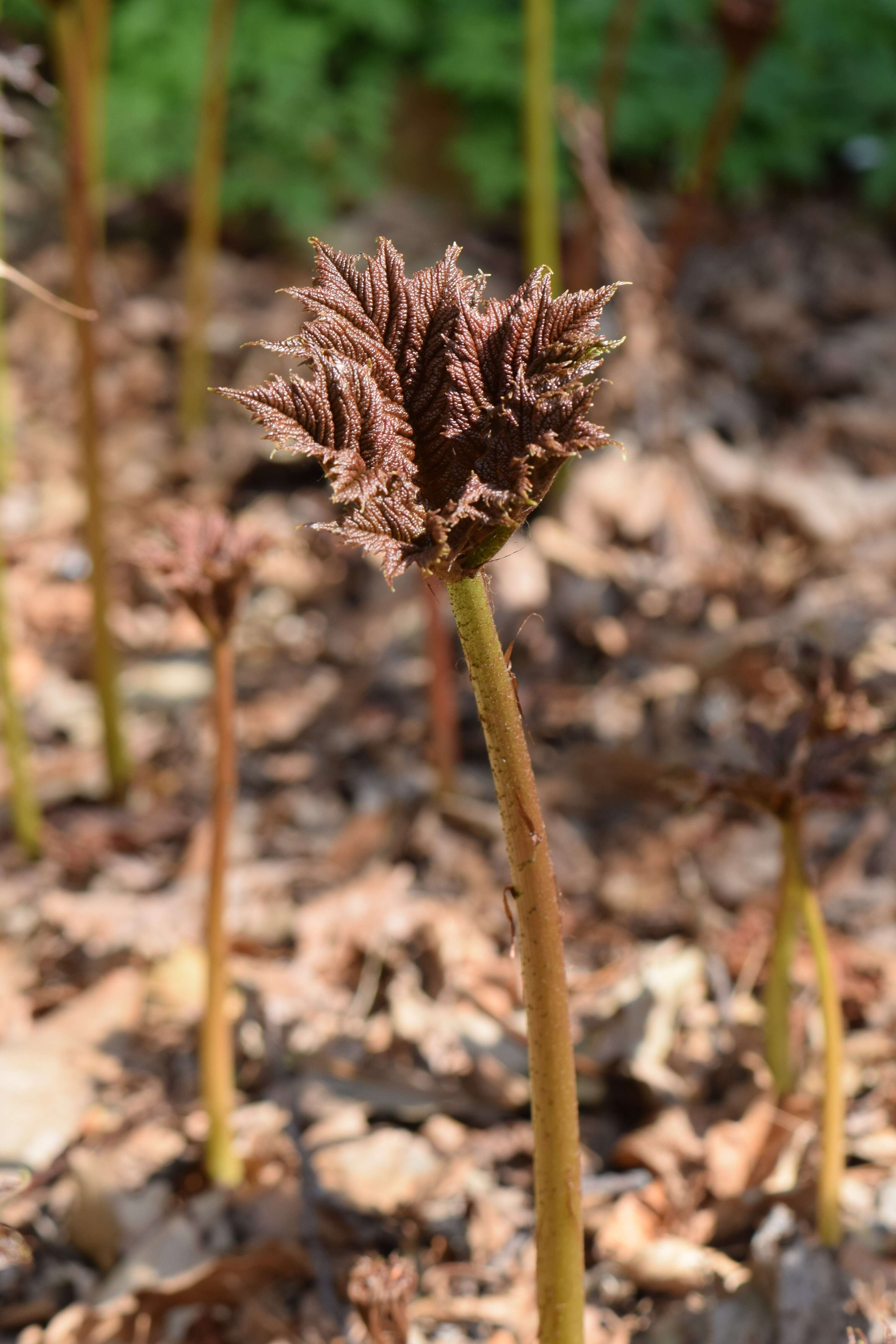 Image of Rodgersia podophylla A. Gray