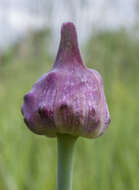 Allium scorodoprasum L.的圖片