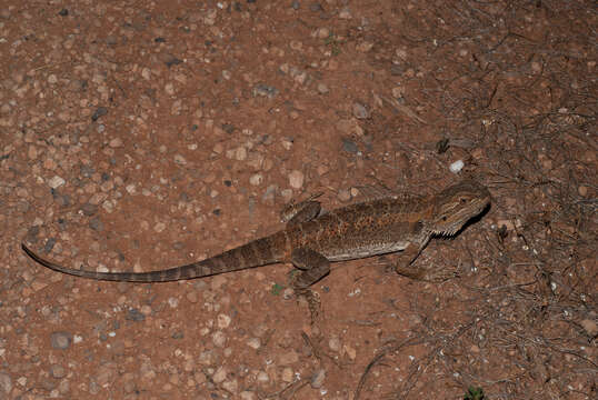 Image of Central bearded dragon