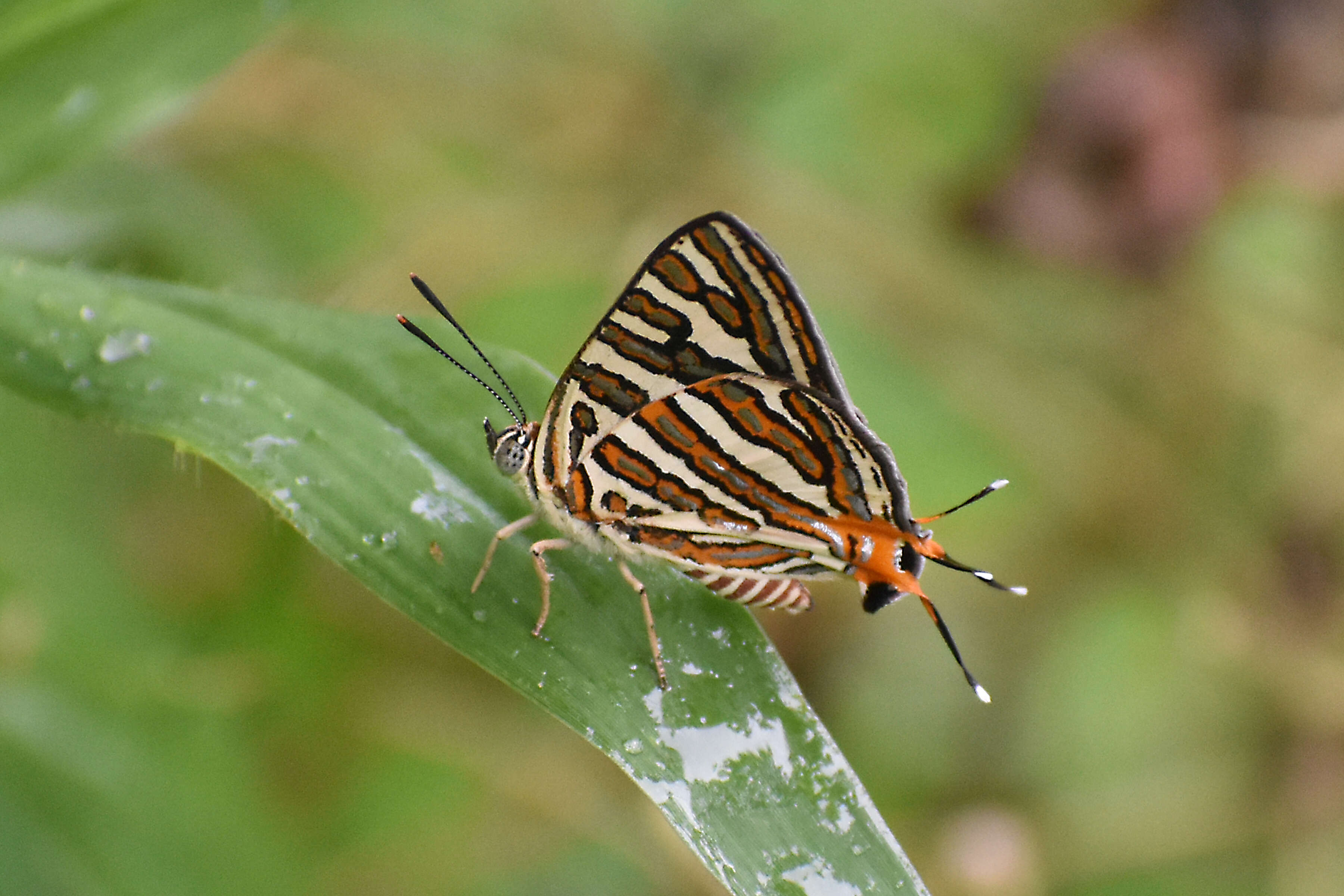 Слика од Cigaritis vulcanus