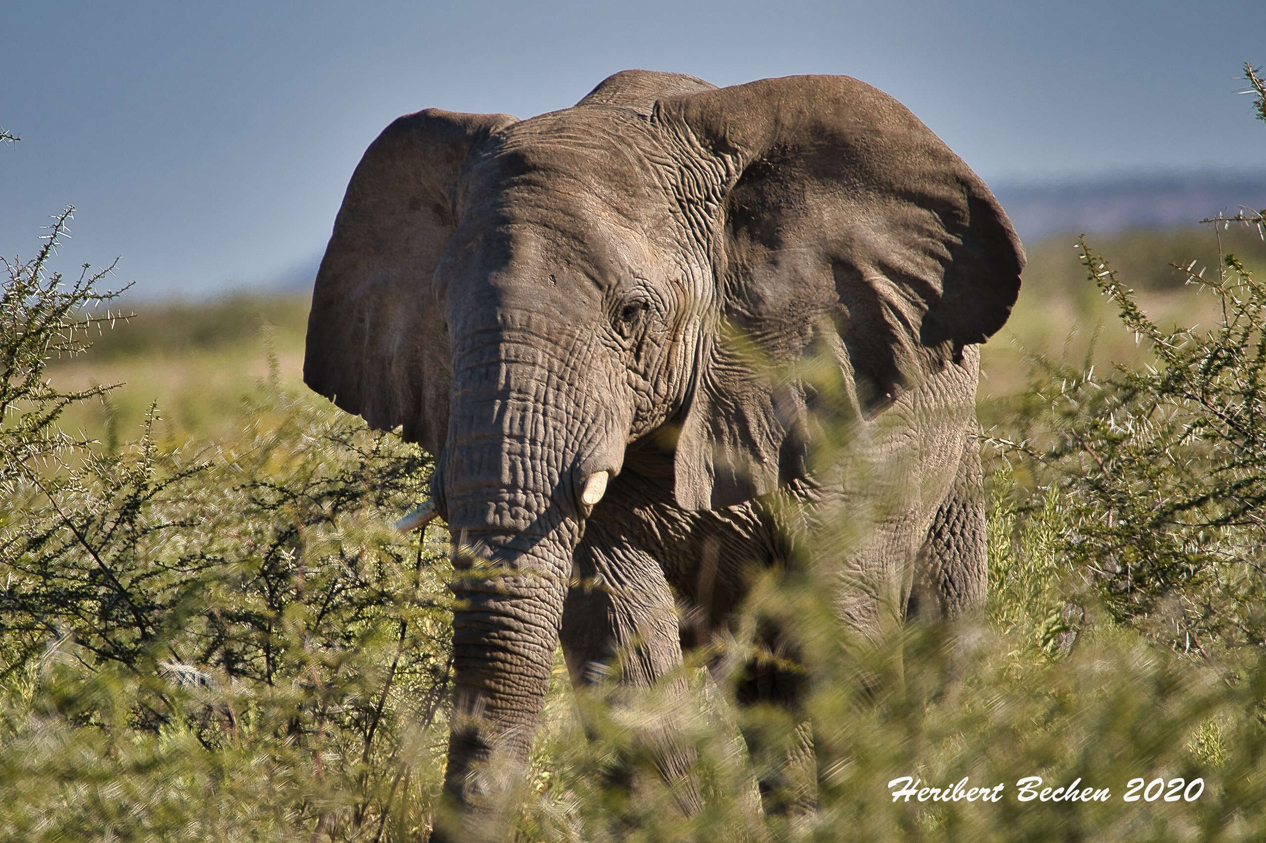 Image of African elephant