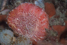 Image of sponges