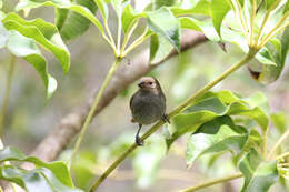 Image of Antillean bullfinches