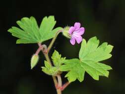 Image of Round-leaved Crane's-bill