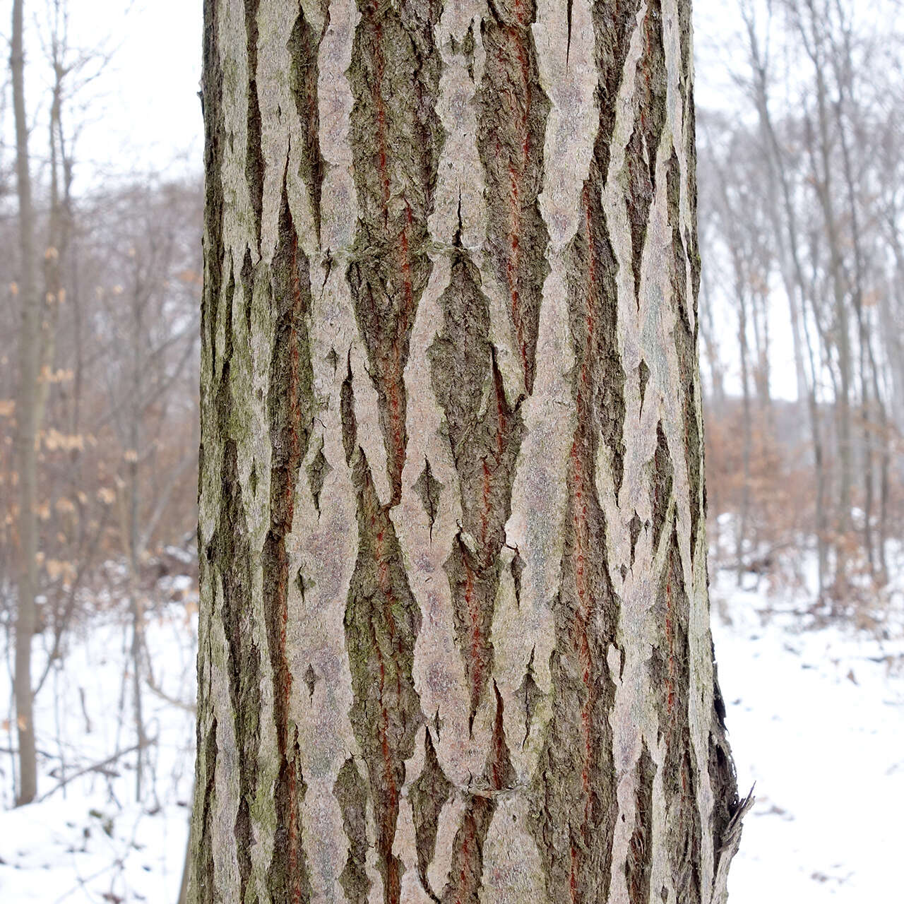 Image of goat willow