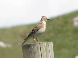 Image of Skylark