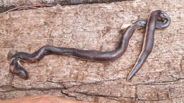 Image of Mole Viper