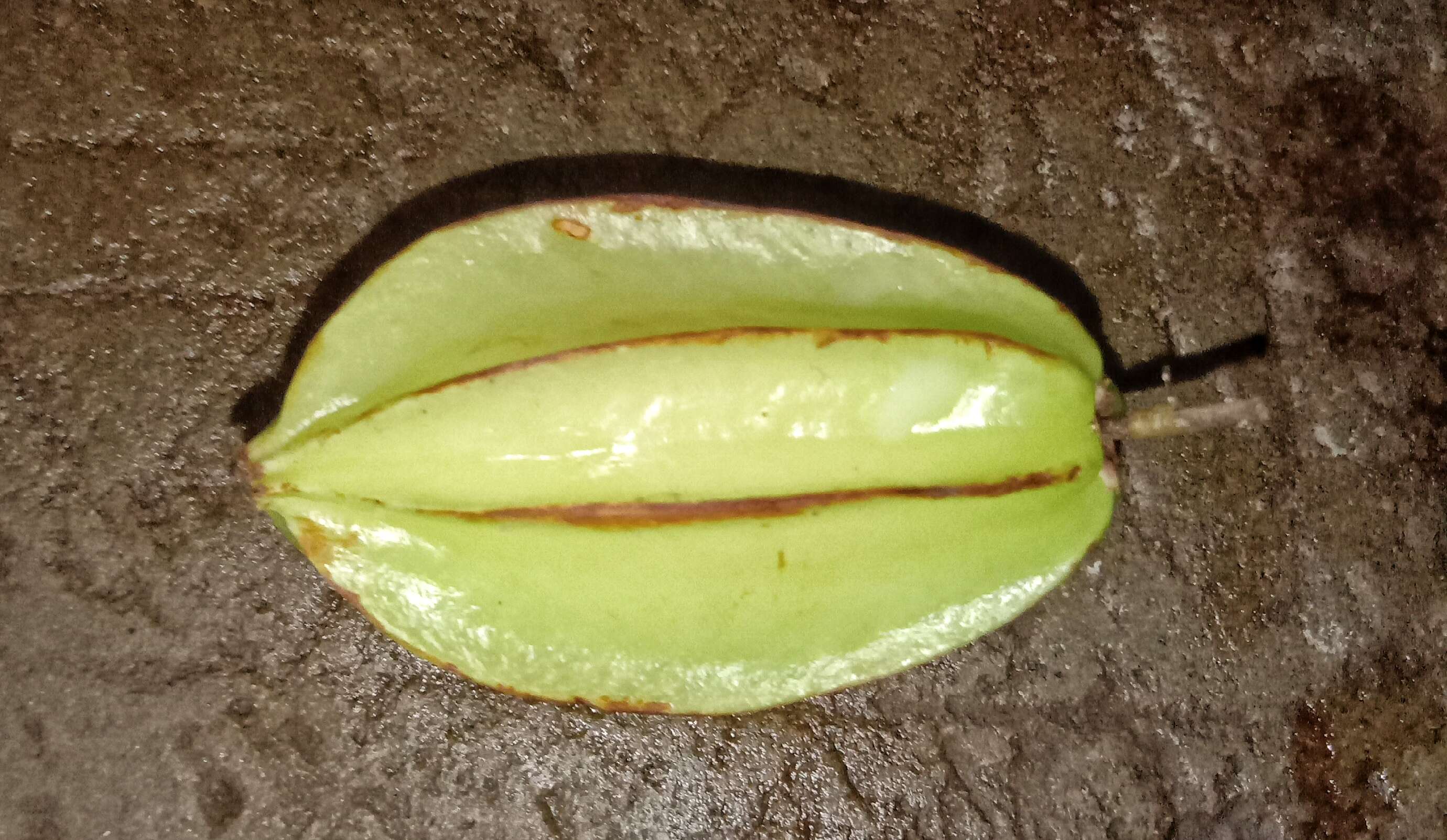 Plancia ëd Averrhoa carambola L.