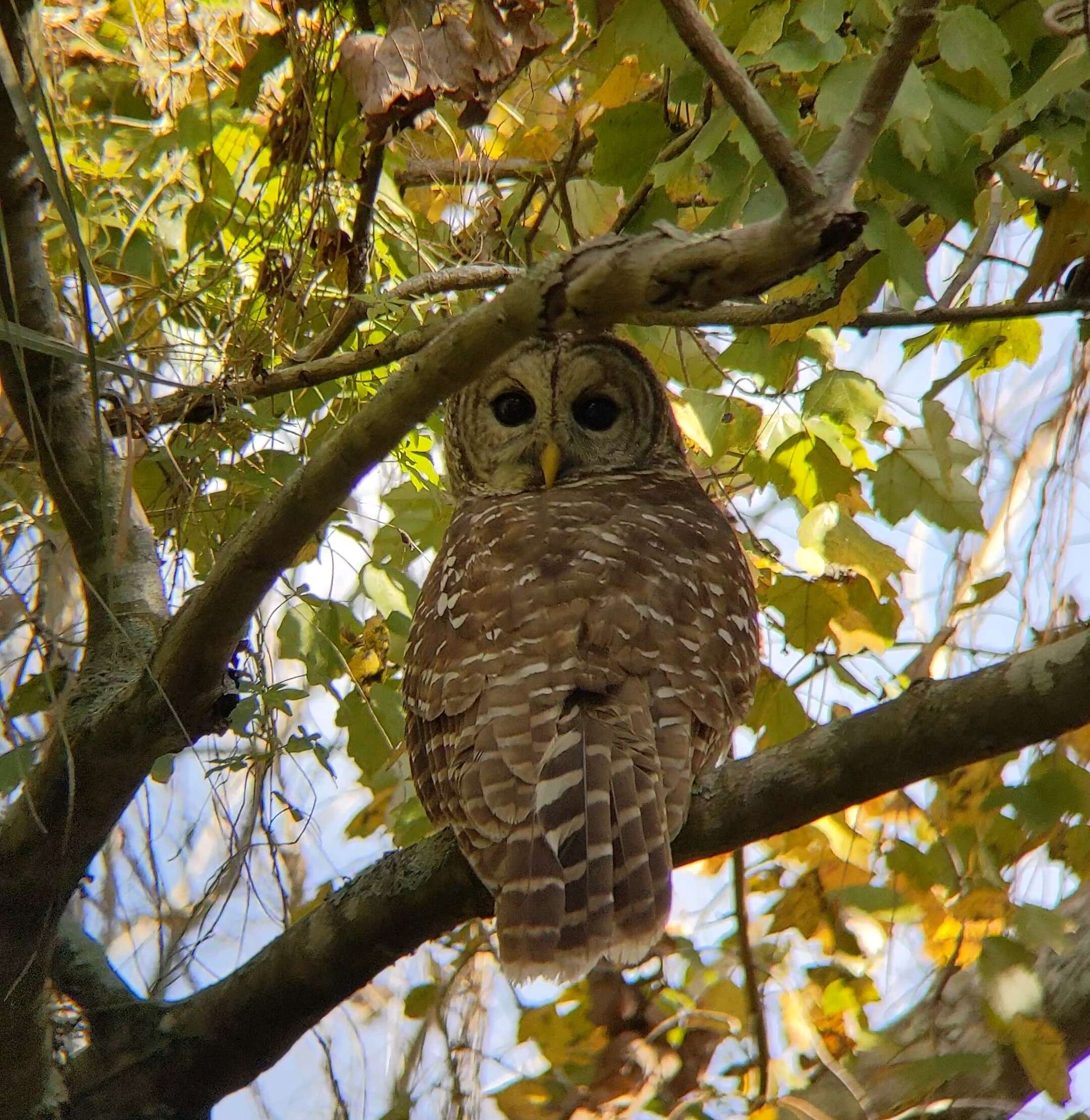 Image of Barred Owl