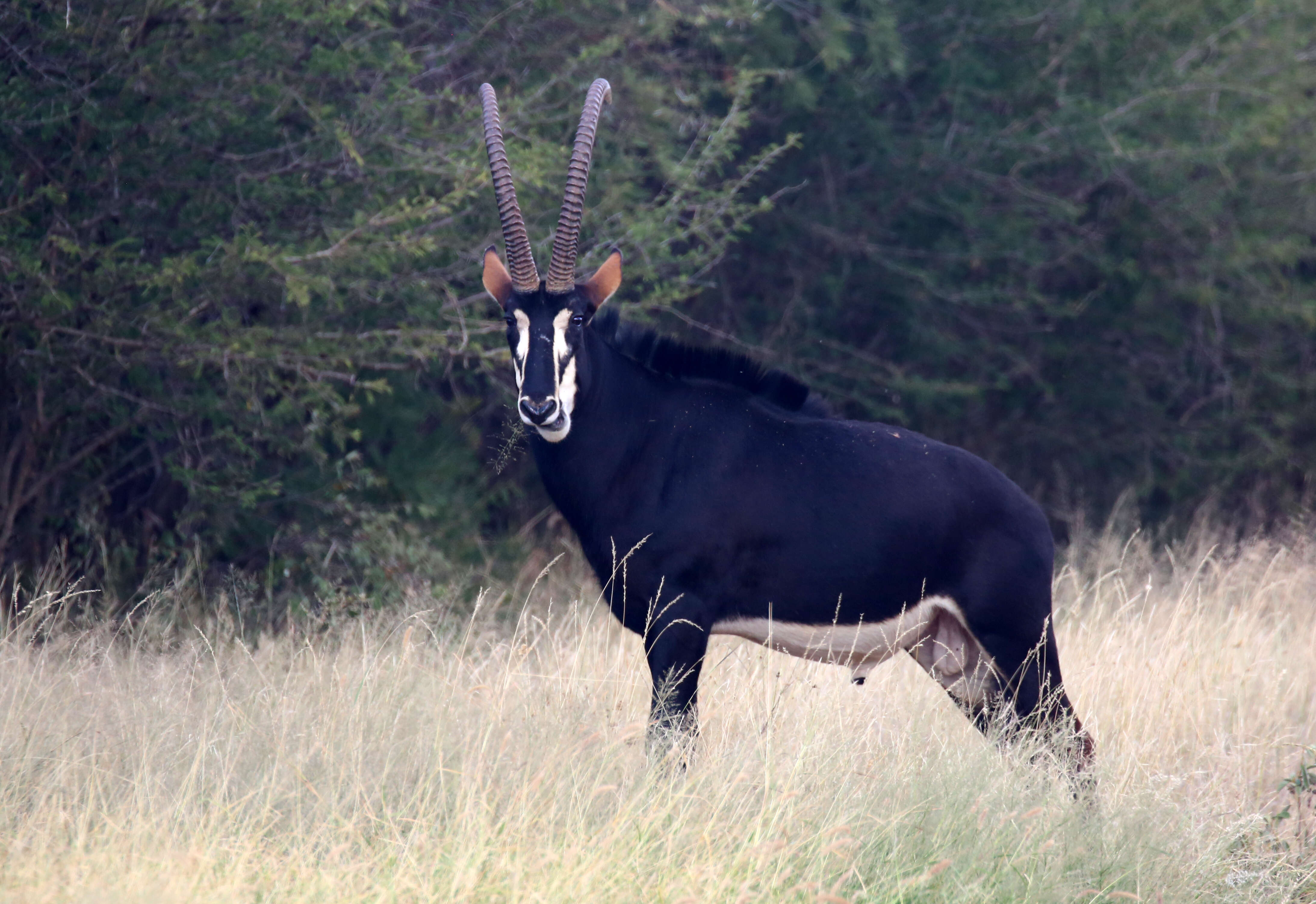 Image of Sable Antelope