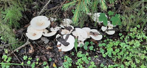 Image of giant clitocybe