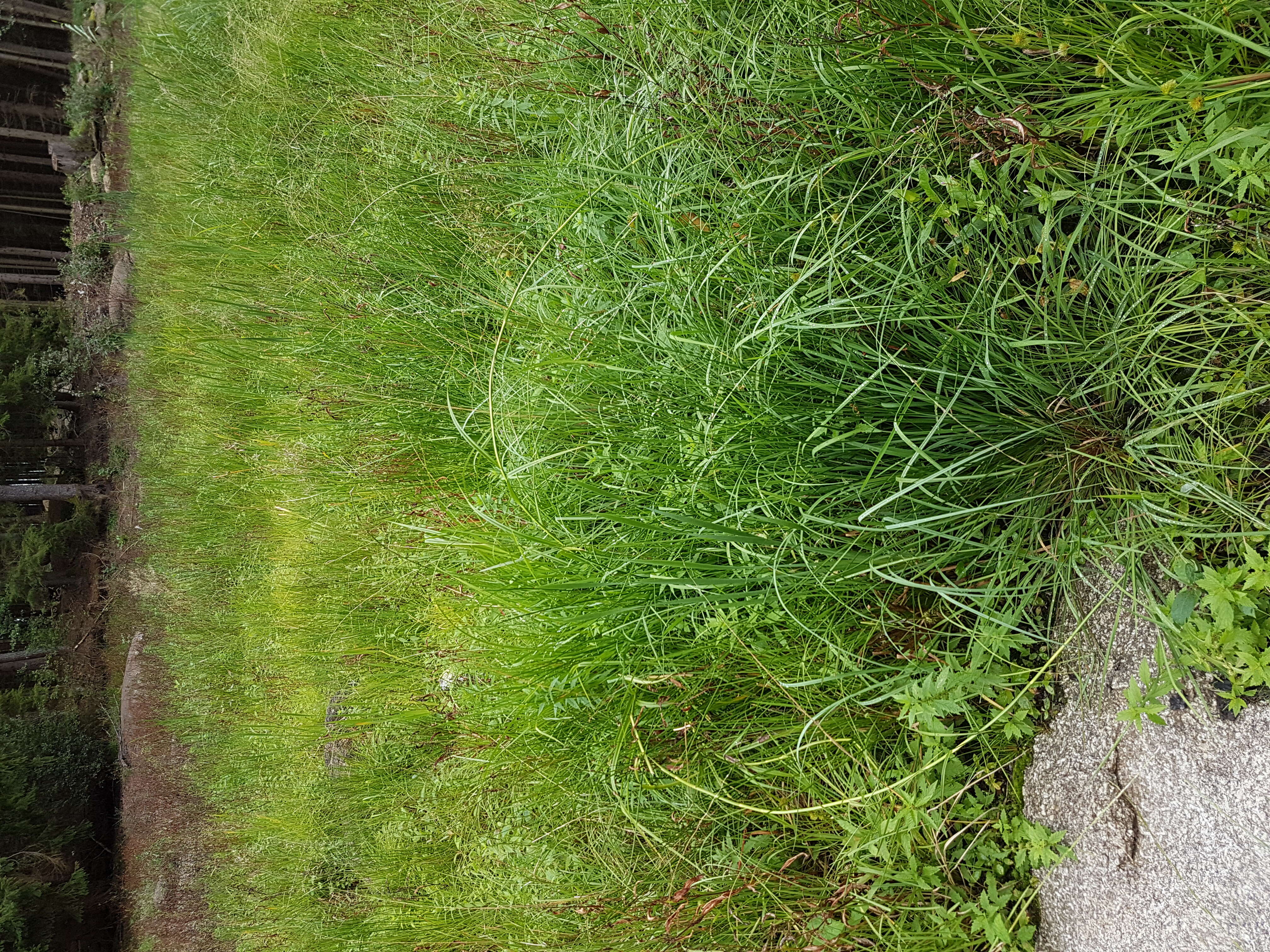 Image of Scirpus radicans Schkuhr