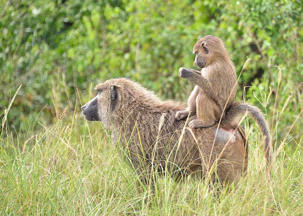 Image of Anubis Baboon