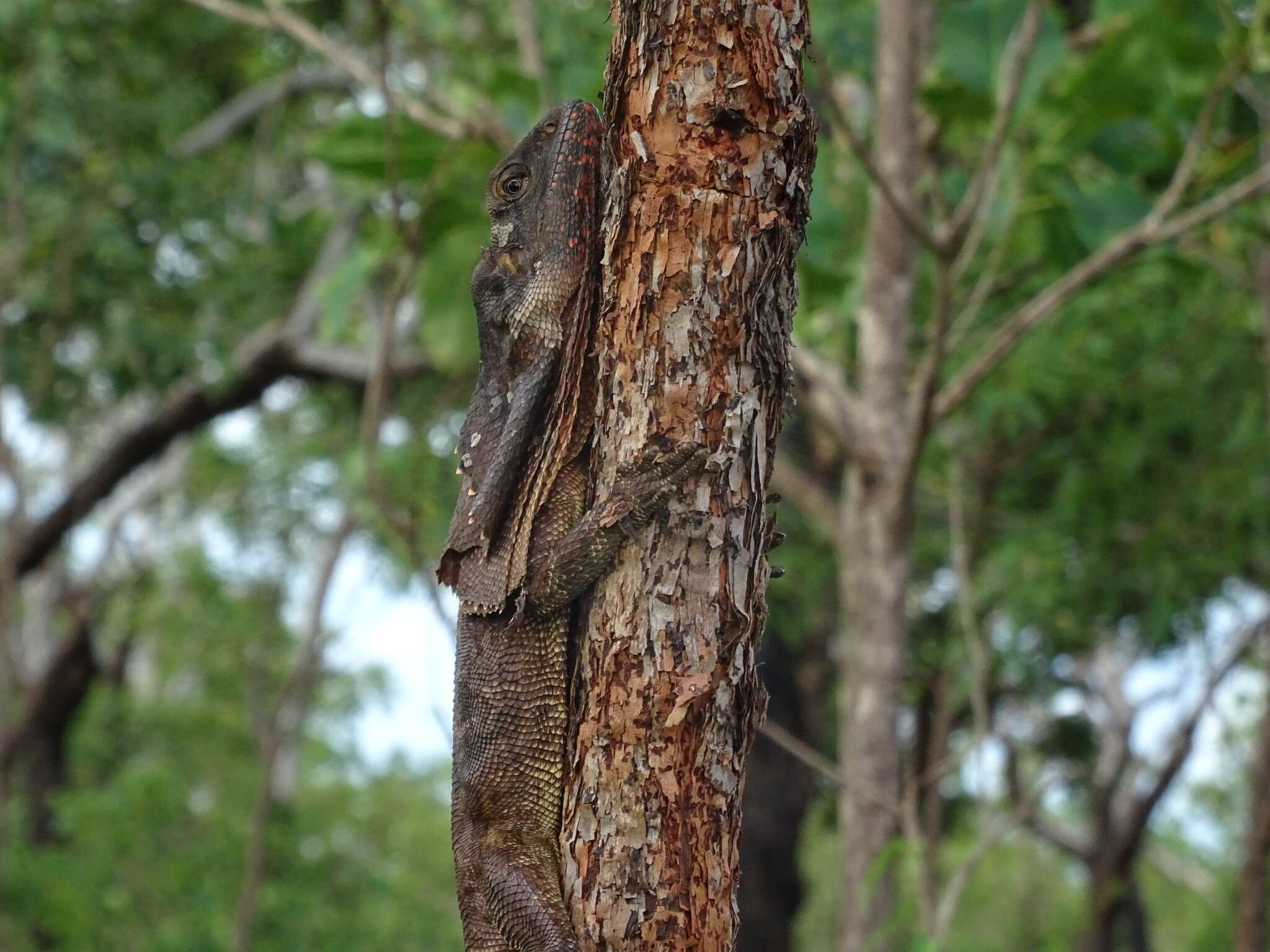 Chlamydosaurus resmi