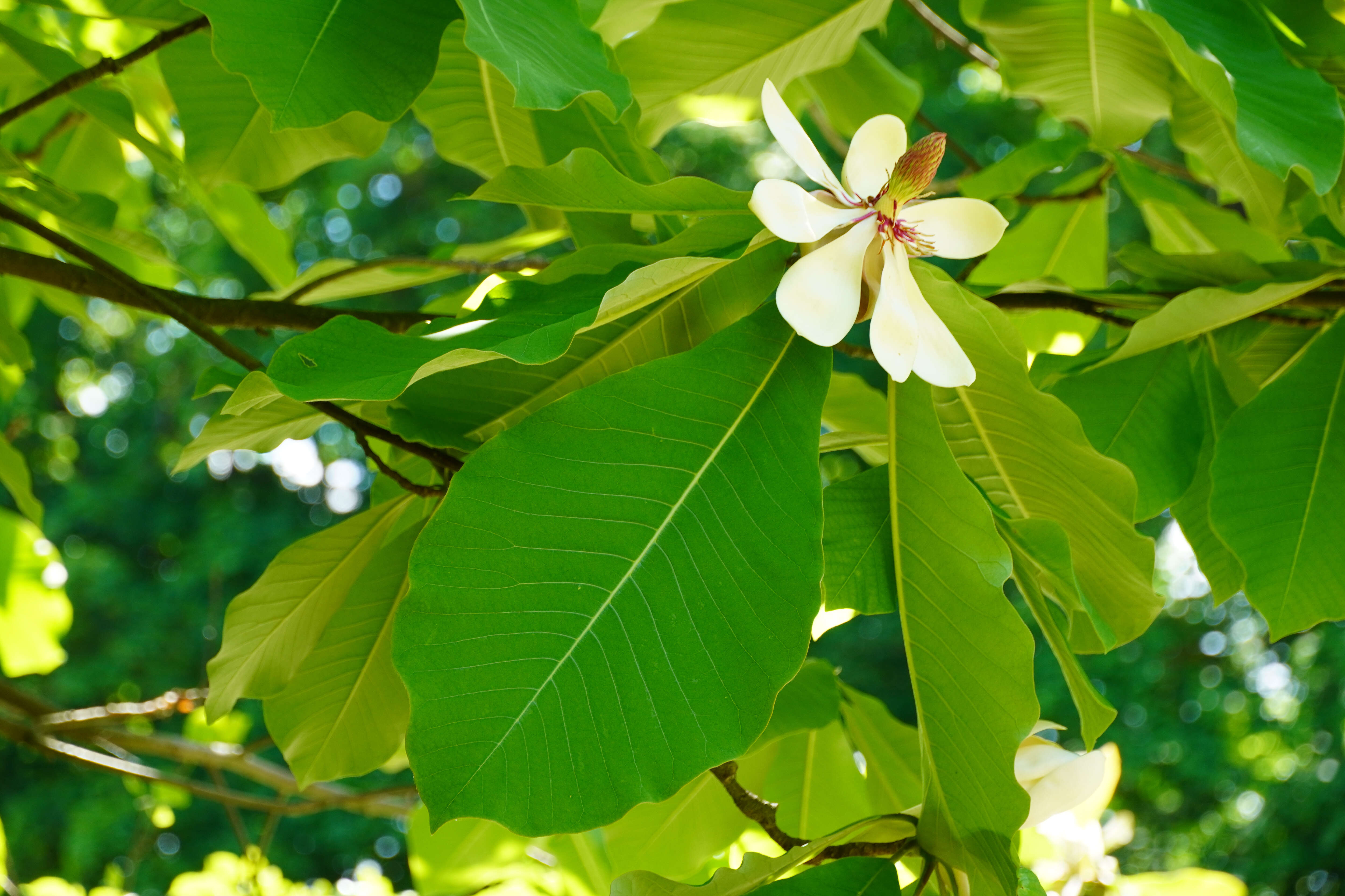 Image of Japanese Big Leaf Magnolia