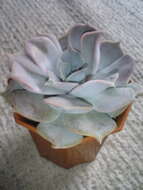 Image of Echeveria lilacina M. Kimnach & R. Moran