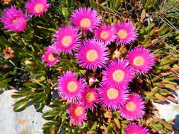 Image of Carpobrotus acinaciformis (L.) L. Bol.