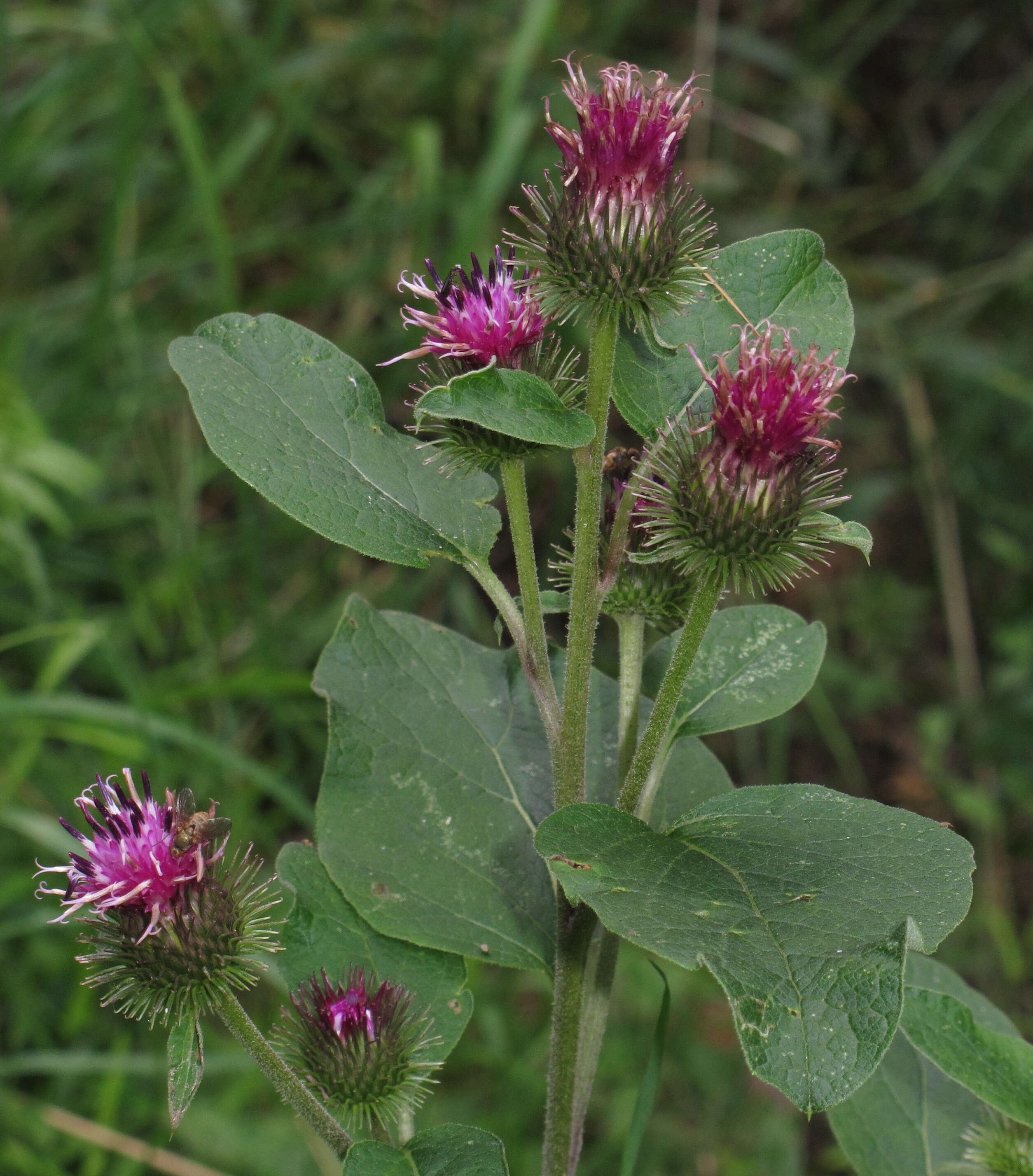 Image of common burdock