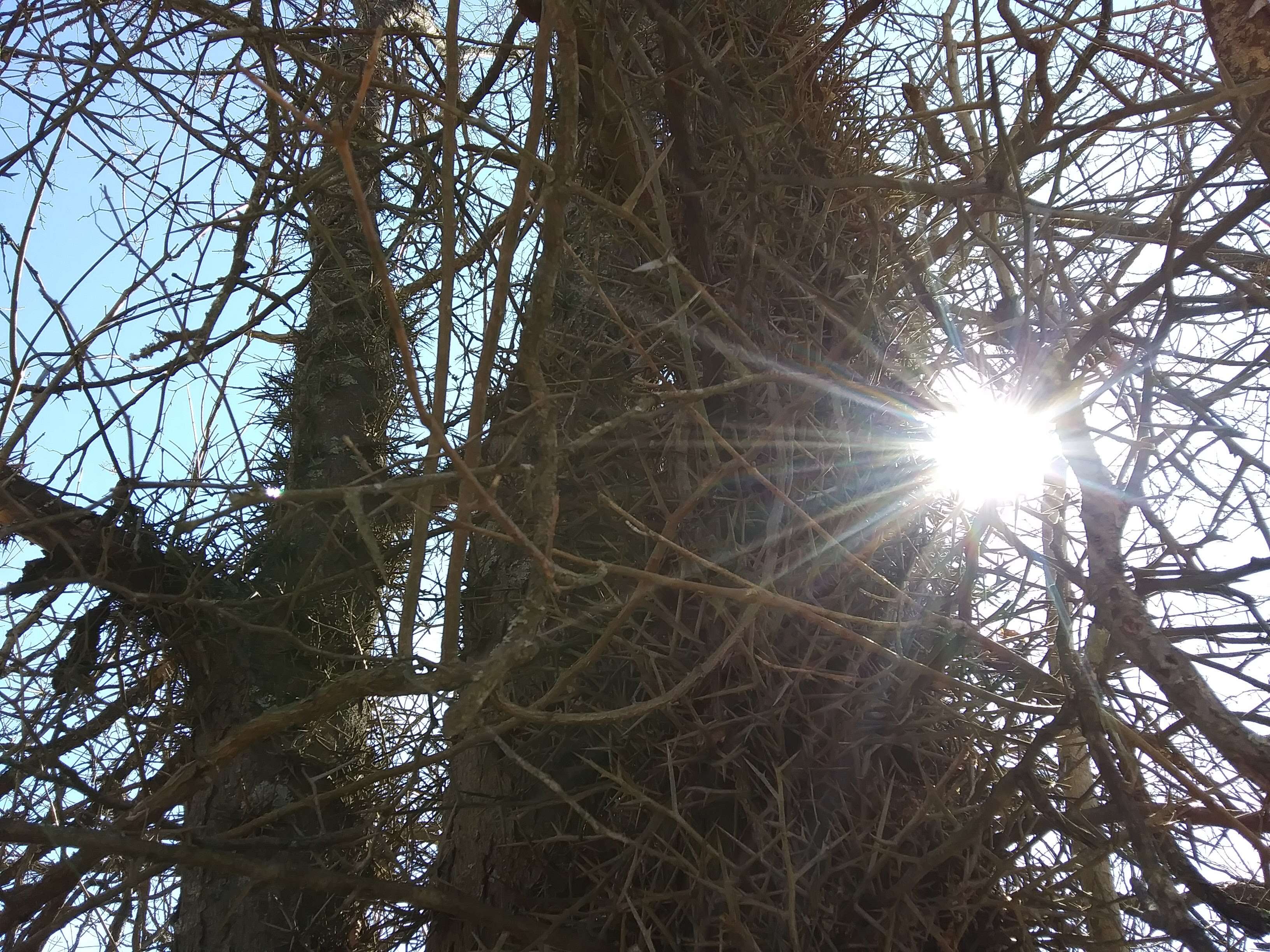 Plancia ëd Gleditsia triacanthos L.