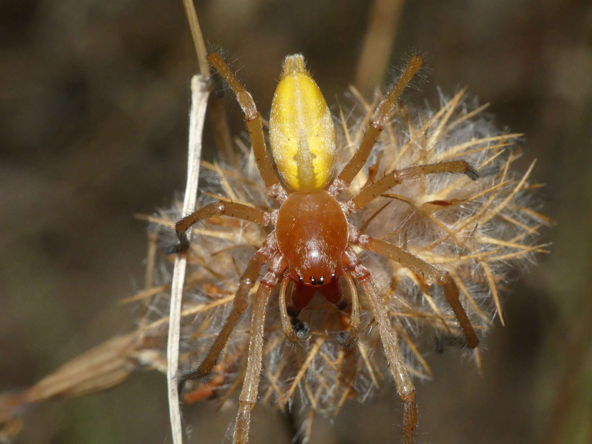 Слика од Cheiracanthium punctorium (Villers 1789)