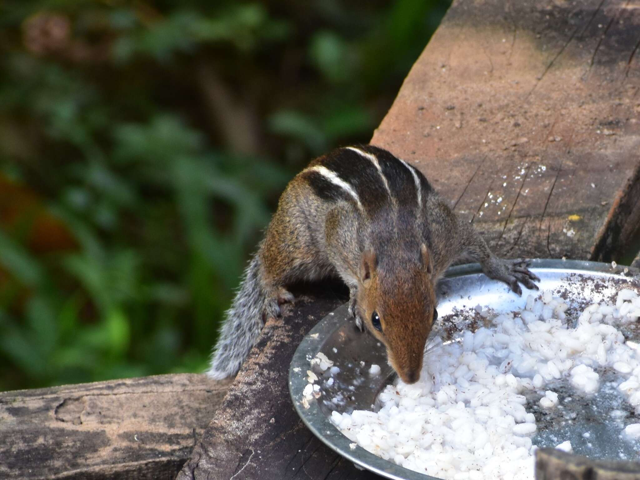 Sivun Funambulus tristriatus (Waterhouse 1837) kuva