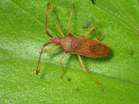 18.https www inaturalist org photos 6872420.580x360