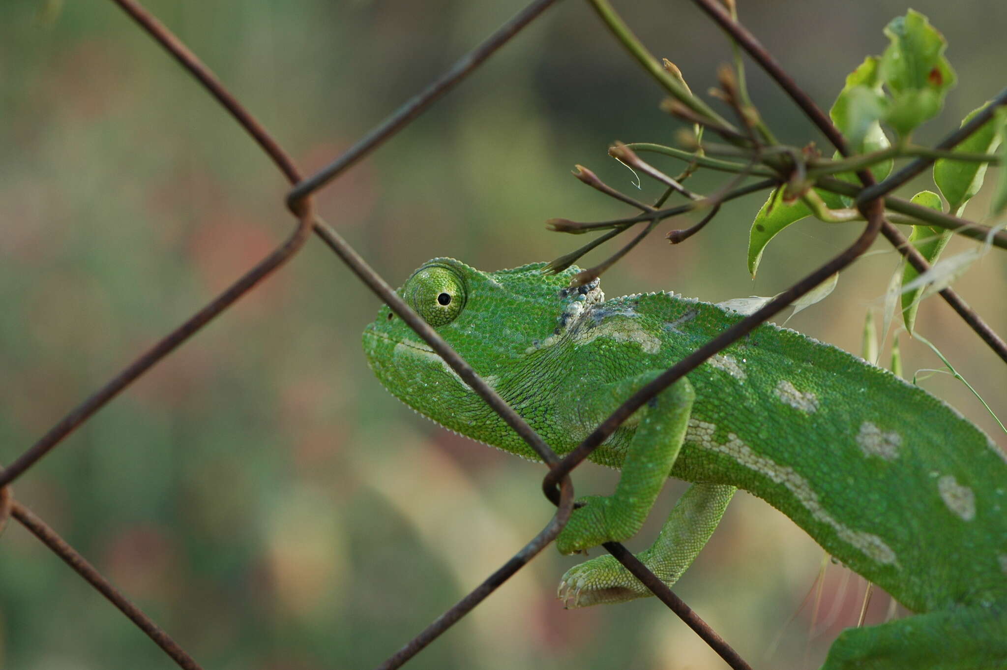 Image de Caméléon commun