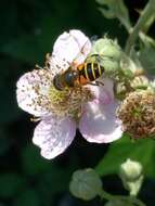 Image of <i>Eristalis horticola</i>