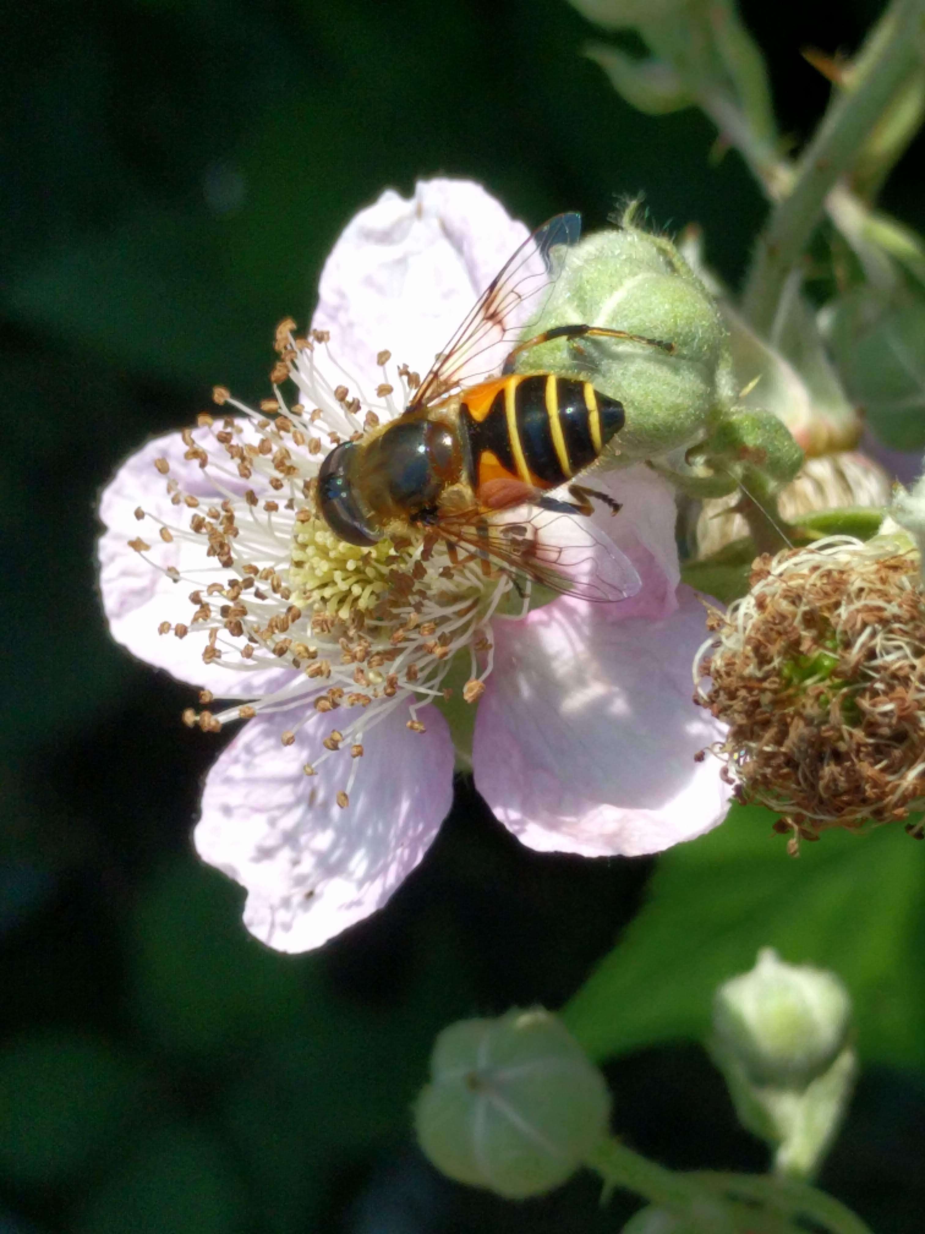 Слика од <i>Eristalis horticola</i>