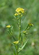 Image of treacle mustard