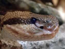 Image of Central American bushmaster