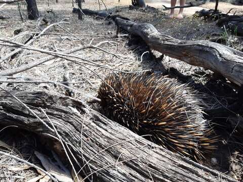 Image of Short-beaked Echidnas