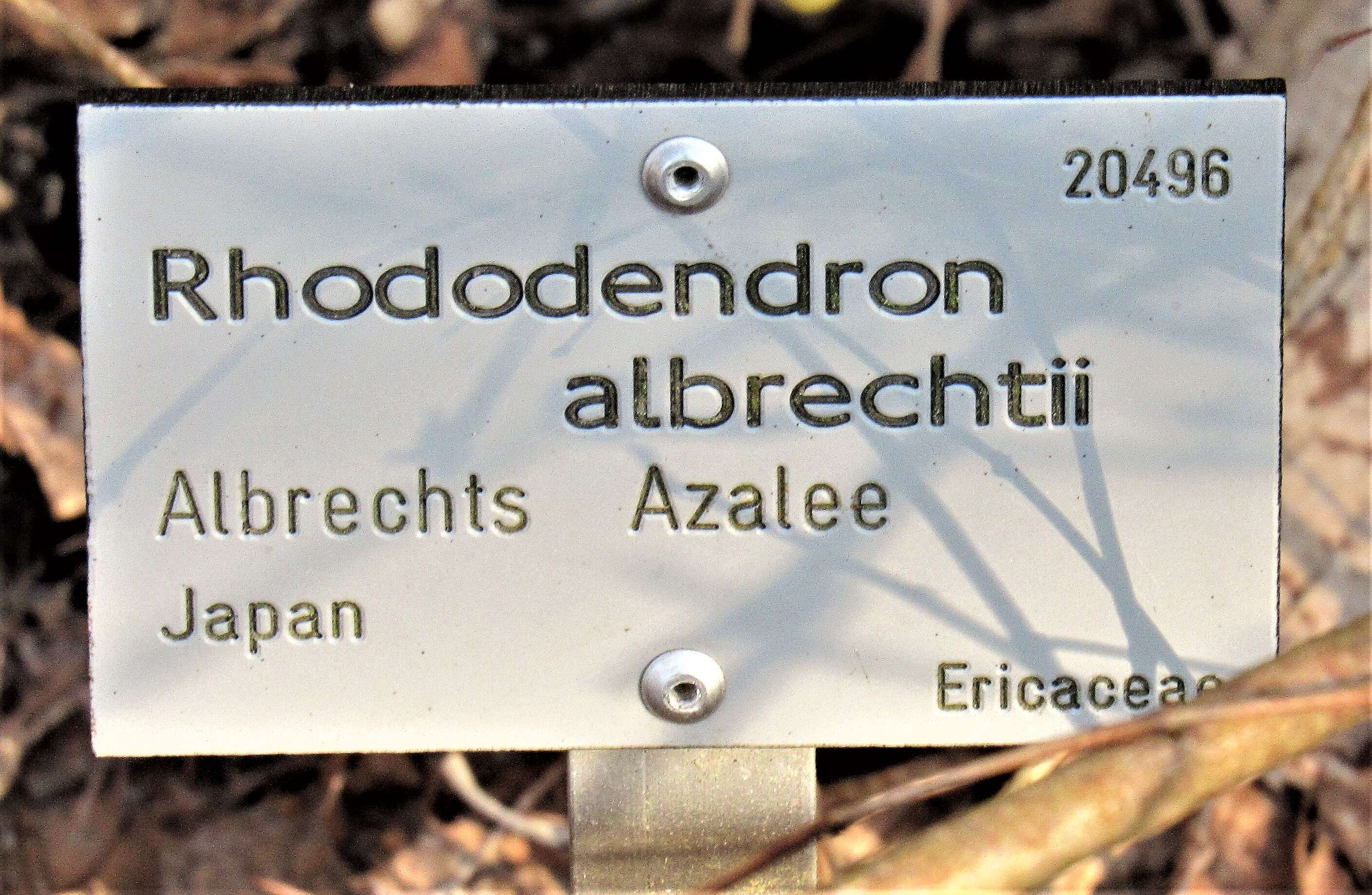 Image of Rhododendron albrechtii Maxim.