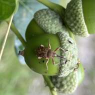 Image of Acorn weevil