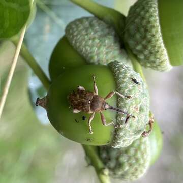 Image of Acorn weevil