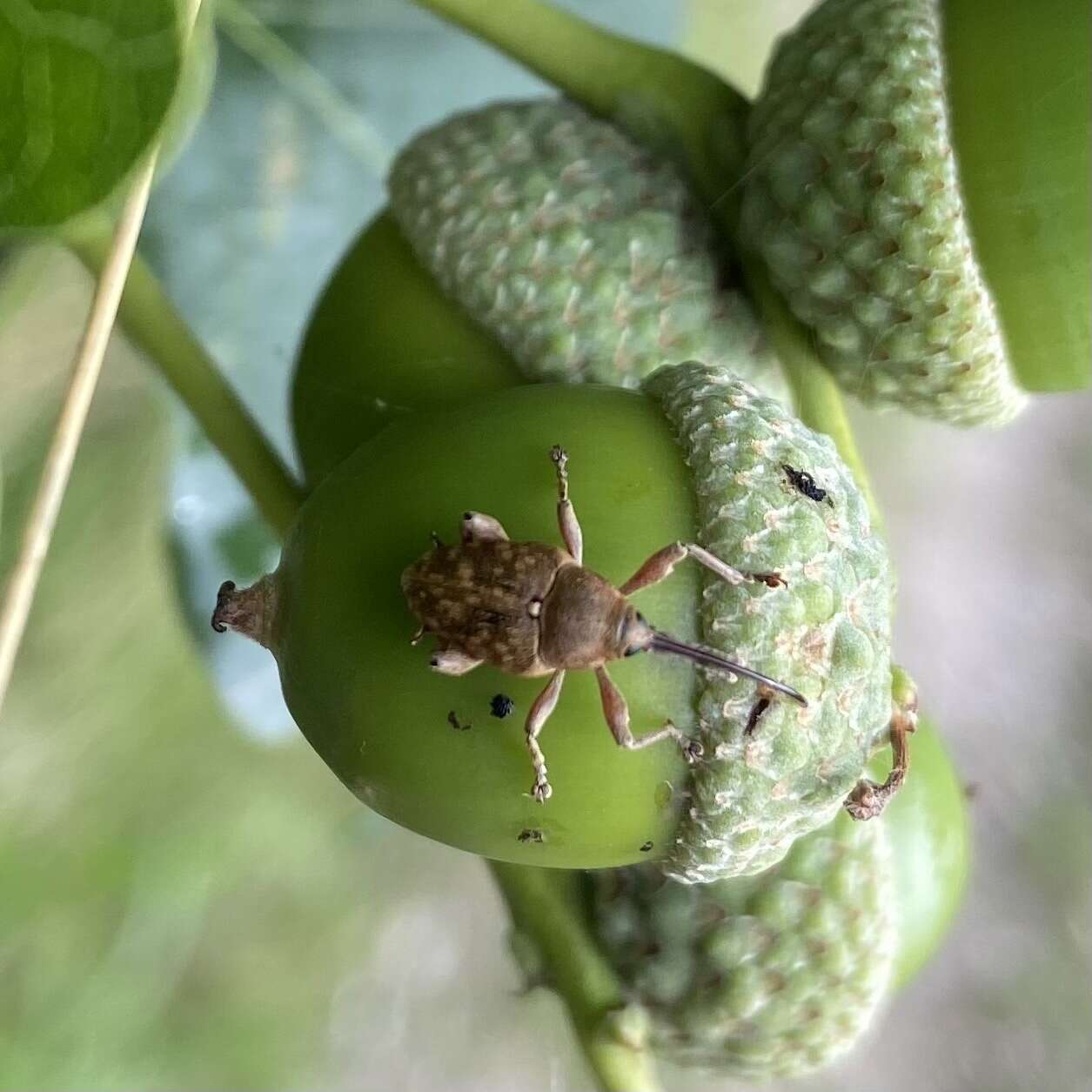 Image of Acorn weevil