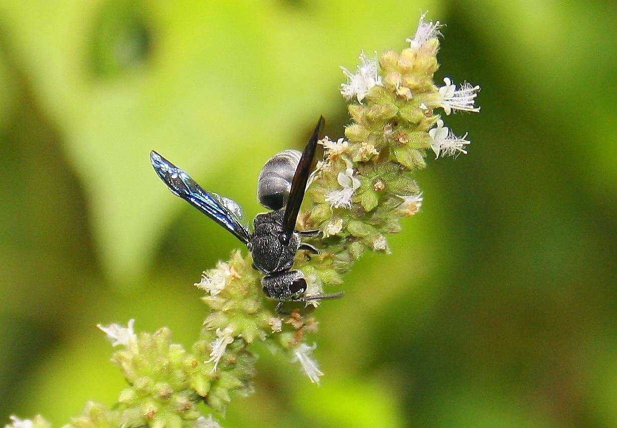 Image of Allorhynchium